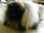 พ่อพันธุ์  Pekingese รับผสม