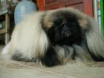 พ่อพันธุ์  Pekingese รับผสม