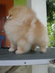 AM TH.CH. Tokie' Dome doi take no prisoner < Cooper >