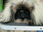 พ่อพันธุ์  Pekingese รับผสม