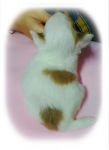 ขายชิวาว่าขนยาว ขาว-น้ำตาล