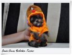 ขายลูกยอร์คเชียร์ น้องหมูรวน (Mhu-Ruan) ยอร์คเพศเมีย ไซด์จิ๋ว ขาสั้น ขนแน่น แสบๆ ซนๆ เชิญทางนี้ --&g