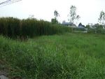 ต้องการขาย (For Sale) ขายด่วน ที่ดิน 189 วา ซ.ร่วมสุข ติวานนท์ ขาย 2 ล้าน