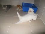(มีคนจองแล้วครับ) เปิดให้จองลูกแมวเปอร์เซีย เพศผู้ สีขาวล้วน (Solid White)....ตาสีฟ้าน้ำทะเล.....ลูก