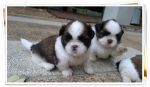ขายลูกสุนัขชิสุห์เล็ก 3 ตัว สายเลือดแชมป์  เกิดวันที่ 26 มีนาคม 2554