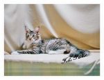 Maine Coon CFA คุณภาพเยี่ยม ราคาเป็นกันเอง สายพันธุ์แชมป์