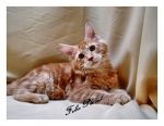 Maine Coon CFA คุณภาพเยี่ยม ราคาเป็นกันเอง สายพันธุ์แชมป์