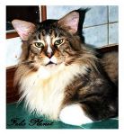 Maine Coon CFA คุณภาพเยี่ยม