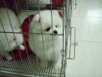ปอมขาวหน้าหมี