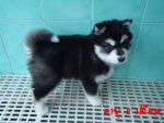 ลูกสุนัขอลาสก้าร์ 