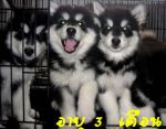 ลูกสุนัขอลาสก้าร์ 