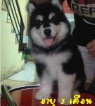 ลูกสุนัขอลาสก้าร์ 