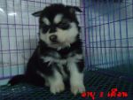 ลูกสุนัขอลาสก้าร์ 