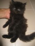 เปิดให้จองลูกแมวเปอร์เซีย เพศผู้ สีดำล้วน (Solid Black) ลูกผสม CFA