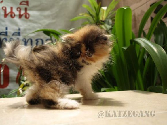ขายแล้ว