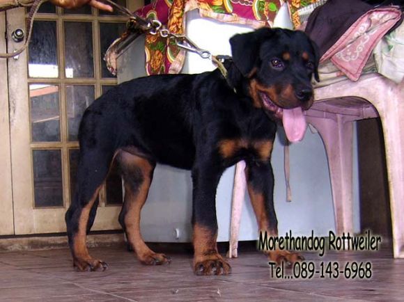 ขาย ลูกร็อตไวเลอร์(rottweiler) วัย3 เดือน สายเลือดแท้ จากฟาร์ม ขาย ลูกร็อตไวเลอร์(rottweiler) วัย3 เดือน สายเลือดแท้ จากฟาร์ม