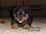 ขาย ลูก ร็อตไวเลอร์ (rottweiler) สายพันธุ์แท้ รับประกันคุณภาพ จากฟาร์มเอง