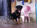 ขาย ลูกร็อตไวเลอร์(rottweiler) วัย3 เดือน สายเลือดแท้ จากฟาร์ม