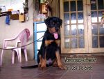 ขาย ลูกร็อตไวเลอร์(rottweiler) วัย3 เดือน สายเลือดแท้ จากฟาร์ม