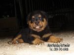 ขาย ลูก ร็อตไวเลอร์ (rottweiler) สายพันธุ์แท้ รับประกันคุณภาพ จากฟาร์มเอง