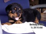 ขาย ลูก ร็อตไวเลอร์ (rottweiler) สายพันธุ์แท้ รับประกันคุณภาพ จากฟาร์มเอง