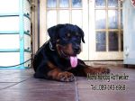 ขาย ลูกร็อตไวเลอร์(rottweiler) วัย3 เดือน สายเลือดแท้ จากฟาร์ม