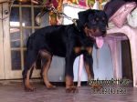 ขาย ลูกร็อตไวเลอร์(rottweiler) วัย3 เดือน สายเลือดแท้ จากฟาร์ม