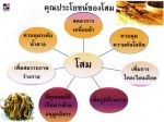 กาแฟเอลคาเฟ่ ตองกัต อาลี (Elcafe Tongkat Ali Coffee) เพิ่มสมรรถภาพ