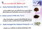 แอลดี วีนัส โกลด์(LD venas gold)