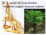 กาแฟเอลคาเฟ่ ตองกัต อาลี (Elcafe Tongkat Ali Coffee) เพิ่มสมรรถภาพ