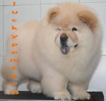 ขายสุนัขสายพันธุ์เชาเชา 