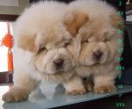 ขายสุนัขสายพันธุ์เชาเชา 