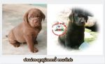 ขายลูกสุนัขลาบราดอร์ Labrador Retriever  น่ารัก มากม๊าก