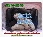 ขายลูกสุนัขลาบราดอร์ Labrador Retriever  น่ารัก มากม๊าก