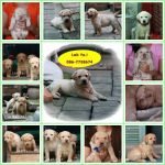 ลูกสุนัขลาบราดอร์ สีช็อค น่ารักๆ chocolate puppy labrador ลาบราดอร์ Labrador Retriever