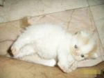 อยากขายค๊า า อยากขายลูกแมวเปอร์ลูกครึ่งพ่อ CFA น่ารักๆ การางซนจ้า... <โทรสอบถามได้24ชมค่ะ>