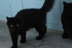 แมว เปอร์เซีย สีดำ 2000 ฉีดวัตซีน 1 เข็ม