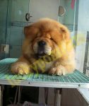 ขายเชาเชา ขาว