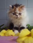 ขายลูกแมวเปอร์เซีย 3 สี หน้าบี้ อ้วนฟู น่ารัก น่ารัก