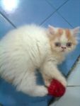 ขายลูกแมวเปอร์เซียขาวส้ม หน้าบี้ น่ารัก อ้วนกลม ฟูๆ