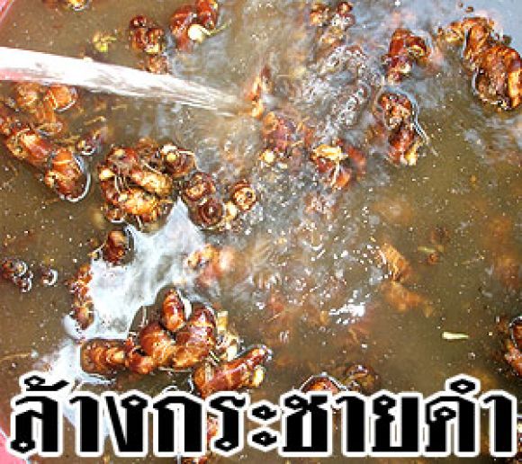 กระชายดำอบแห้ง กระชายดำบด ส่งออกเกาหลี ญี่ปุ่น 0892066080
