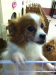 รับฝากเลี้ยง ตัดขนน้องหมาที่คุณรัก www.thedoghotellunla.com
