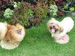 รับฝากเลี้ยง ตัดขนน้องหมาที่คุณรัก www.thedoghotellunla.com