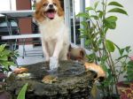 รับฝากเลี้ยง ตัดขนน้องหมาที่คุณรัก www.thedoghotellunla.com