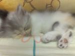 เปิดจองน้องแมวเปอร์เซีย