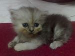 เปิดจองน้องแมวเปอร์เซีย