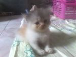 เปิดจองน้องแมวเปอร์เซีย