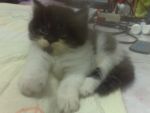 เปิดจองน้องแมวเปอร์เซีย