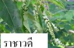 ไม้ไทย