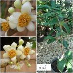 ไม้ไทย